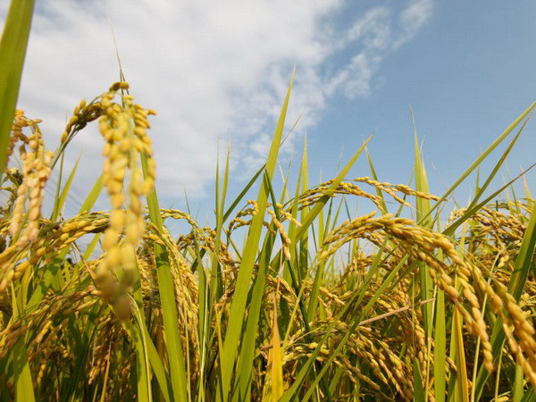 Nhật Bản nối lại hoạt động xuất khẩu gạo ở tỉnh Fukushima ảnh 1