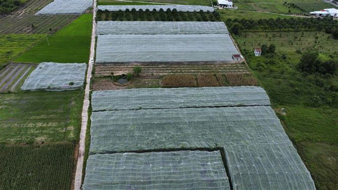 Khánh Hòa: Gặp người xây dựng thương hiệu cho cây táo ở Cam Thành Nam ảnh 2