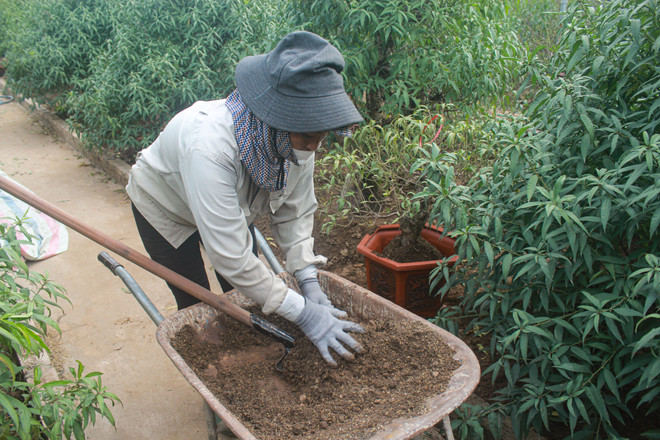 'Thủ phủ' đào Nhật Tân: Hối hả chăm cây, thấp thỏm 'ngóng' thời tiết ảnh 4