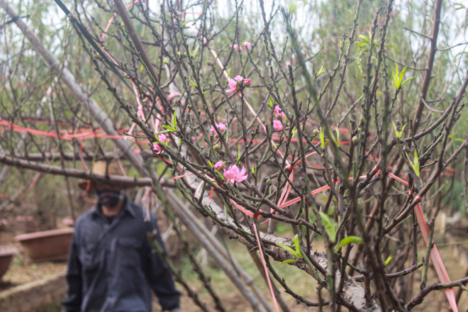 'Thủ phủ' đào Nhật Tân: Hối hả chăm cây, thấp thỏm 'ngóng' thời tiết ảnh 3