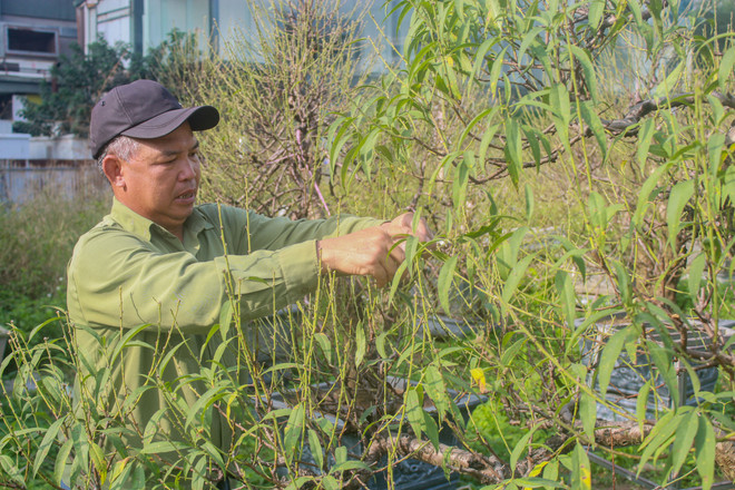 'Thủ phủ' đào Nhật Tân: Hối hả chăm cây, thấp thỏm 'ngóng' thời tiết ảnh 1