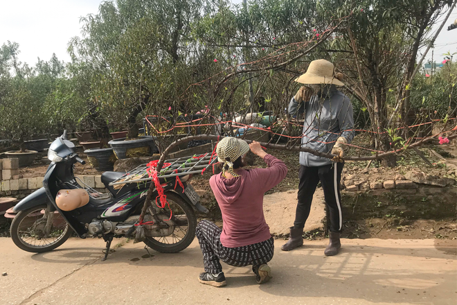 'Thủ phủ' đào Nhật Tân: Hối hả chăm cây, thấp thỏm 'ngóng' thời tiết ảnh 2