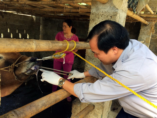 Sắp lưu hành vắcxin lở mồm long móng do Việt Nam sản xuất ảnh 1