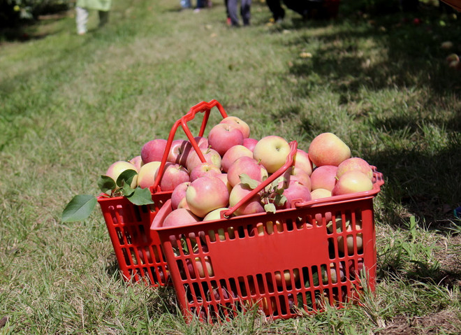 Hái quả đã tay trong dịp cuối tuần tại trang trại ở Australia ảnh 11