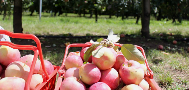 Hái quả đã tay trong dịp cuối tuần tại trang trại ở Australia ảnh 1