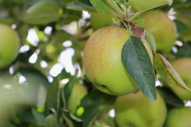 Hái quả đã tay trong dịp cuối tuần tại trang trại ở Australia ảnh 5