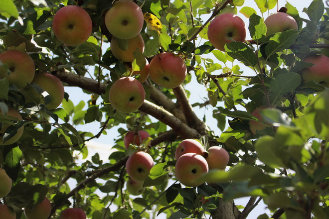 Hái quả đã tay trong dịp cuối tuần tại trang trại ở Australia ảnh 8