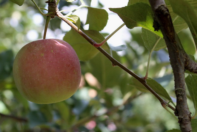 Hái quả đã tay trong dịp cuối tuần tại trang trại ở Australia ảnh 6