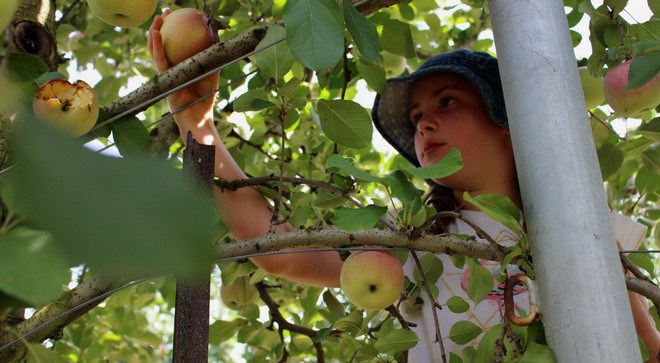 Hái quả đã tay trong dịp cuối tuần tại trang trại ở Australia ảnh 9