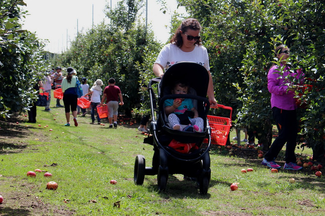 Hái quả đã tay trong dịp cuối tuần tại trang trại ở Australia ảnh 3