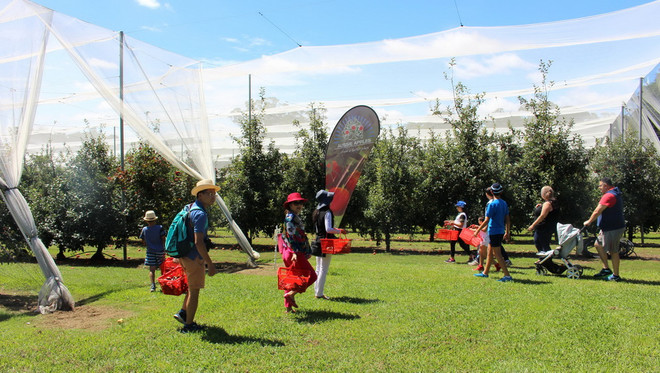 Hái quả đã tay trong dịp cuối tuần tại trang trại ở Australia ảnh 2