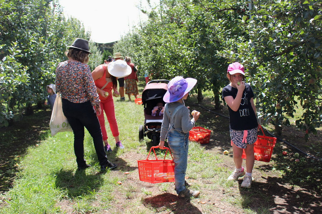 Hái quả đã tay trong dịp cuối tuần tại trang trại ở Australia ảnh 7