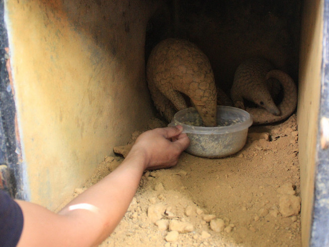 Tái thả tê tê với số lượng lớn nhất từ trước đến nay về tự nhiên ảnh 1