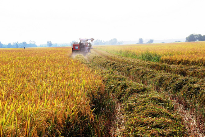 Năng suất lúa Đông Xuân vùng Đồng bằng sông Cửu Long giảm nhẹ ảnh 1