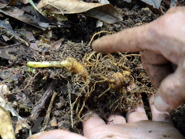 Chủ tịch nước: Phát triển ngành sâm Ngọc Linh đạt giá trị tỷ đôla ảnh 3