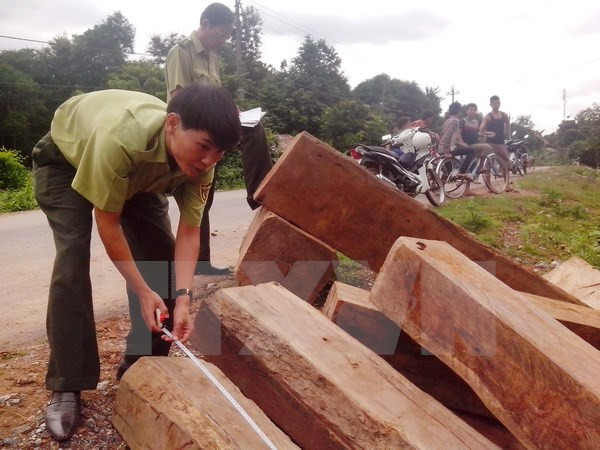 Biên phòng Quảng Trị thu giữ số lượng lớn gỗ lậu từ Lào vào Việt Nam ảnh 1