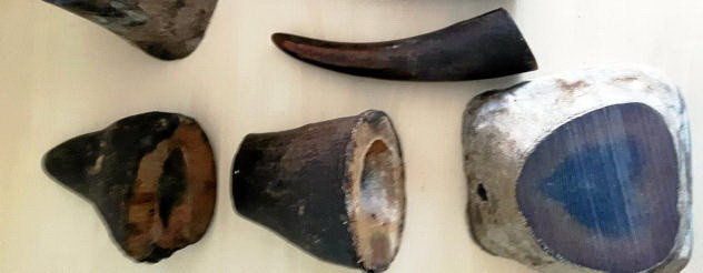 Cảnh sát Đức bắt giữ một người Việt vì buôn sừng tê giác và ngà voi ảnh 1