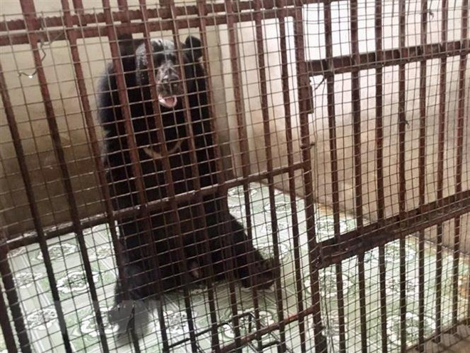 Cứu hộ thành công gấu bị nuôi nhốt nhiều năm trong chuồng chật hẹp ảnh 1