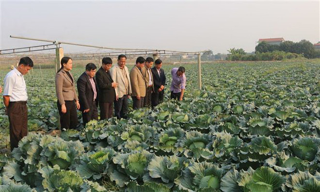 Mô hình sản xuất rau bắp cải xuất khẩu sang Nhật Bản của Hợp tác xã nông sản an toàn Liên Hiệp, xã Thi Sơn, huyện Kim Bảng, tỉnh Hà Nam. (Ảnh: Nguyễn Chinh/TTXVN) Tái cơ cấu ngành nông nghiệp để ứng phó với dịch bệnh, thiên tai ảnh 1