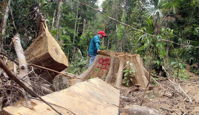 Phát hiện nhóm đối tượng dùng cưa máy đốn hạ gần 20ha rừng ảnh 1
