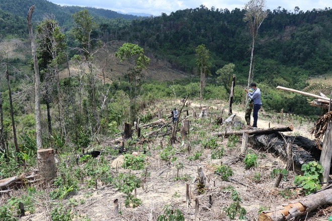Những diện tích rừng bị tàn phá tại tiểu khu 704, xã Cư Bông (huyện Ea Kar) khu vực giáp ranh với xã Cư Pui (huyện Krông Bông), tỉnh Đắk Lắk. (Ảnh: TTXVN) Đắk Lắk: Nhức nhối tình trạng phá rừng ở 'cổng trời Ea Rớt' ảnh 1
