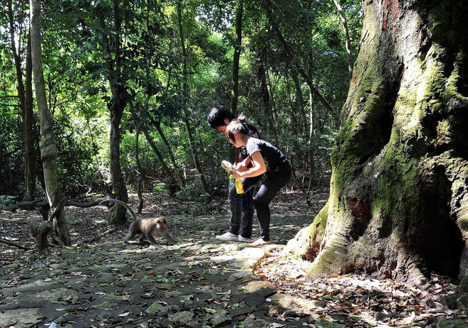 Nguyên nhân 13 người bị khỉ cắn, gây thương tích tại Tây Ninh ảnh 1