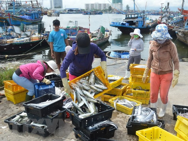 Khai thác thủy sản: Khắc phục "thẻ vàng," gấp rút lấy lại "thẻ xanh" ảnh 2