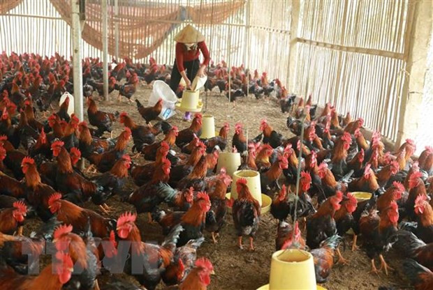 Gỡ khó cho chăn nuôi gia cầm: Kiểm soát chặt sản phẩm nhập khẩu ảnh 2