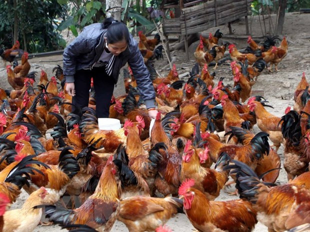 Gỡ khó cho chăn nuôi gia cầm: Kiểm soát chặt sản phẩm nhập khẩu ảnh 1