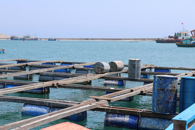 "Vương quốc" tôm hùm Nam Trung Bộ: Dựa vào thiên thời, địa lợi ảnh 2