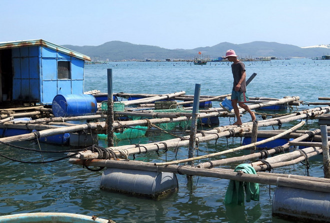 "Vương quốc'' tôm hùm Nam Trung Bộ: Làm sao để phát triển bền vững? ảnh 1