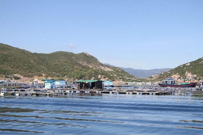 "Vương quốc'' tôm hùm Nam Trung Bộ: Làm sao để phát triển bền vững? ảnh 2