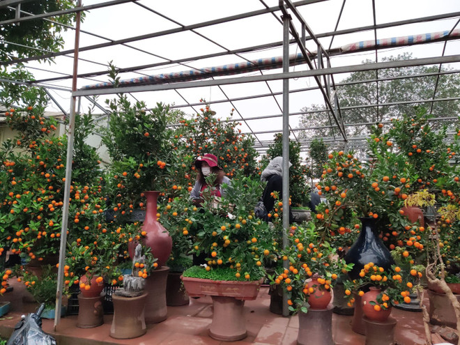 Phòng dịch COVID-19 tại các làng hoa, cây cảnh nổi tiếng ở Thủ đô ảnh 1