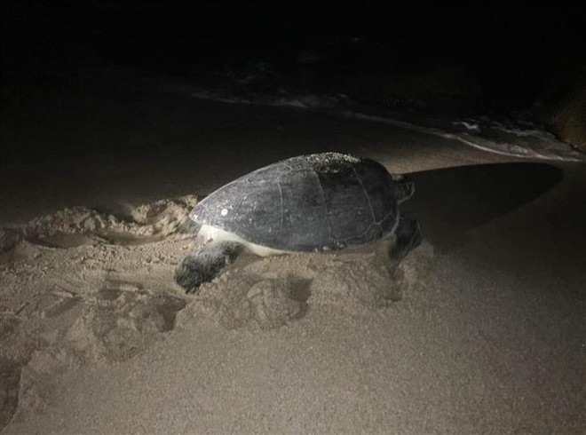 Hà Tĩnh: Thả một cá thể rùa quý hiếm nặng hơn 80kg về biển ảnh 1