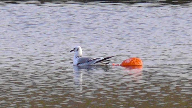 Bóng bay - nguy cơ lớn nhất đe dọa sự sống của loài chim biển ảnh 1