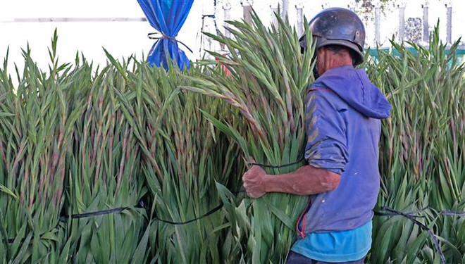 Người dân xã Hiệp An (huyện Đức Trọng, Lâm Đồng) chuyển hoa layơn đến vựa thu mua, phục vụ cho thị trường Tết Nguyên đán 2021. (Ảnh: Nguyễn Dũng/TTXVN) Tháo gỡ khó khăn cho người trồng hoa layơn dịp Tết ở Lâm Đồng ảnh 2