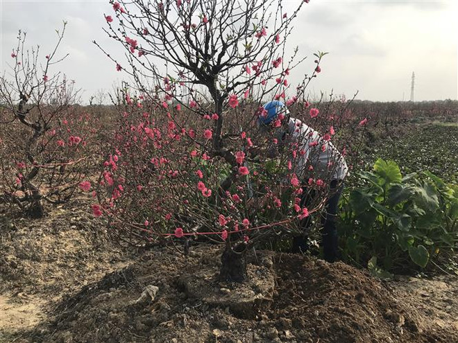 Chủ vườn đào đánh gốc đào cho khách ở thành phố Hải Dương. (Ảnh: Tiến Vĩnh/TTXVN) Người trồng đào ở Hải Dương lao đao trong đại dịch COVID-19 ảnh 2