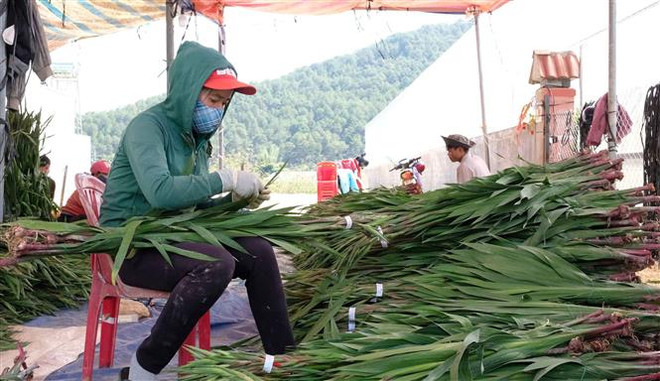 Hoa layơn được phân loại tại một vựa thu mua hoa trên địa bàn xã Hiệp An (Đức Trọng) trước khi chuyển đi tiêu thụ ở các tỉnh, thành trong nước. (Ảnh: Nguyễn Dũng/TTXVN) Tháo gỡ khó khăn cho người trồng hoa layơn dịp Tết ở Lâm Đồng ảnh 1