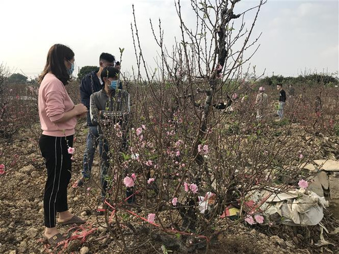Người mua đào chủ yếu ở thành phố Hải Dương. (Ảnh: Tiến Vĩnh/TTXVN) Người trồng đào ở Hải Dương lao đao trong đại dịch COVID-19 ảnh 1
