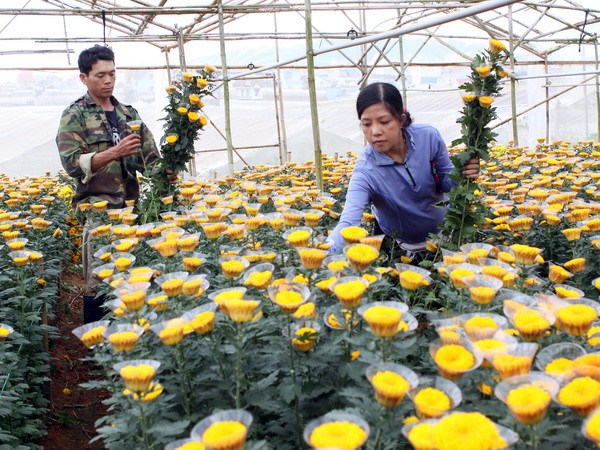 Đà Nẵng: Các vùng chuyên trồng hoa nhộn nhịp đón Tết ảnh 1