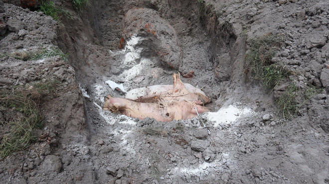 Việc nghiên cứu vắcxin phòng dịch tả lợn đã có kết quả bước đầu ảnh 1