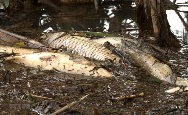 Kết luận nguyên nhân khiến cá chết hàng loạt trên sông Hồng ảnh 1