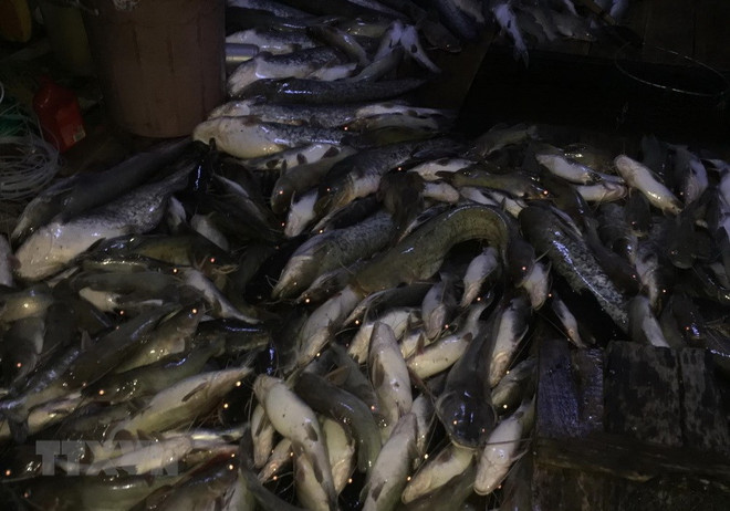 Xác định nguyên nhân dẫn đến cá chết hàng loạt trên sông La Ngà ảnh 1