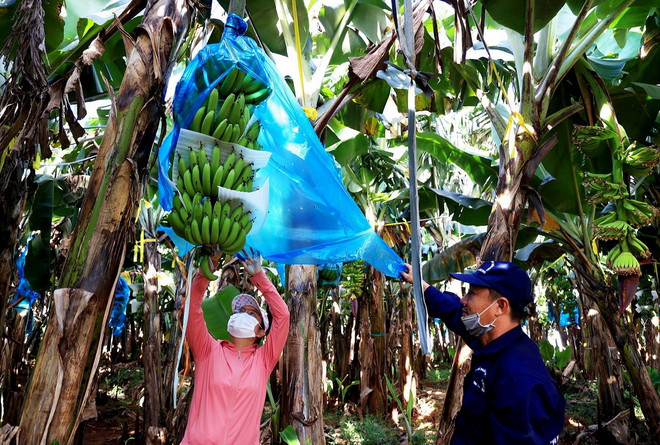 Kỹ sư nông nghiệp kiểm tra quá trình sinh trưởng của chuối. (Ảnh: Hồng Đạt/TTXVN) ttxvn_ma vung trong 3.jpg