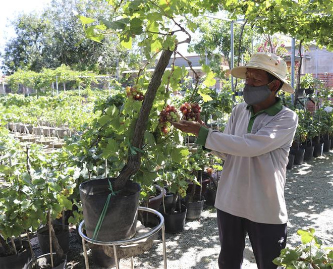 Nho cảnh Ninh Thuận với nhiều kiểu dáng hút hàng dịp cận Tết ảnh 2