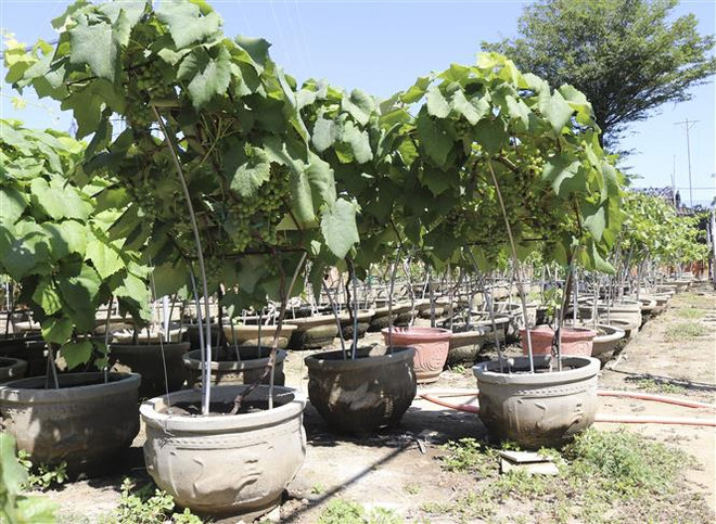 Nho cảnh Ninh Thuận với nhiều kiểu dáng hút hàng dịp cận Tết ảnh 1