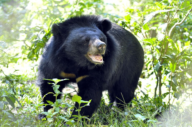 Một người dân Quảng Nam bị thương nặng do gấu rừng tấn công ảnh 1