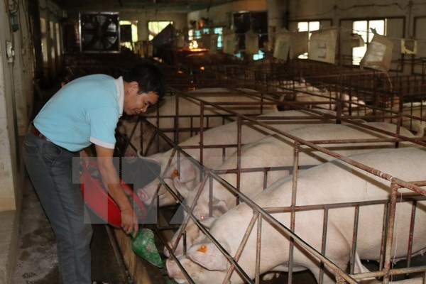 Đồng Nai còn hơn 300.000 con lợn xấp xỉ 1 tạ cần được "giải cứu" ảnh 1