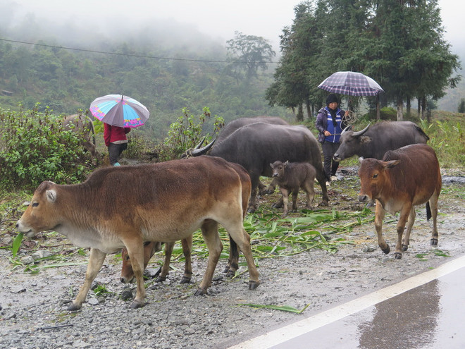 Nhiệt độ giảm còn 1,5 độ C, Sa Pa xuất hiện băng giá và sương muối ảnh 1