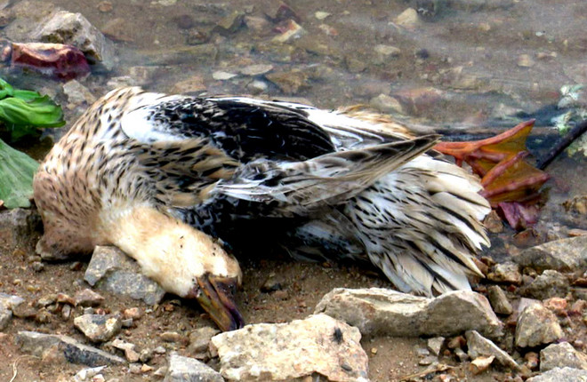 Hà Tĩnh tiêu hủy hàng trăm con gia cầm nhiễm virus cúm H5N6 ảnh 1